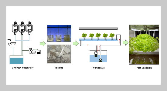 "Struvite from Domestic Wastewater Supplementation in Hydroponics for Sustainable Phosphorus and Nitrogen Recovery "
