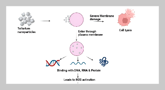 Novel self-assembled tellurium nanoparticles and their effects in inhibition of myoblastoma cell line